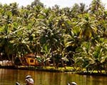 Kerala's coconut palm trees