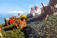 A tea plantation in India