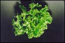 Lettuce leafy