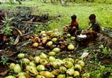 Kerala's coconut fields -- losing the edge?