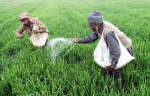 A file photo of farmers sprinkling fertilizer on their wheat crop in Ropar in Punjab. File photo: Reuters/Dipak Kumar