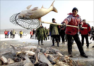 A fisherman sorts fishes into baskets during a winter fishing event on the frozen surface of Shitoukoumen Reservoir in Changchun.