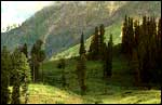 Kashmir vista