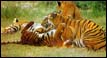 Tigers gambolling at Periyar reserve