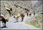  Pack
mules on the road to Khab