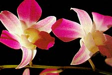 A Sikkimese orchid