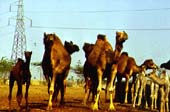A camel farm