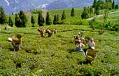 tea gardens of north-eastern India