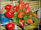 The anthuriums from Coorg