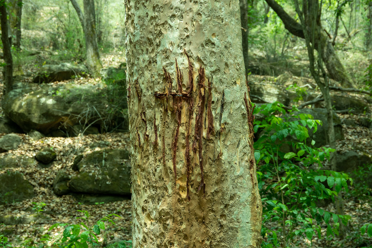 Tiger marked tree