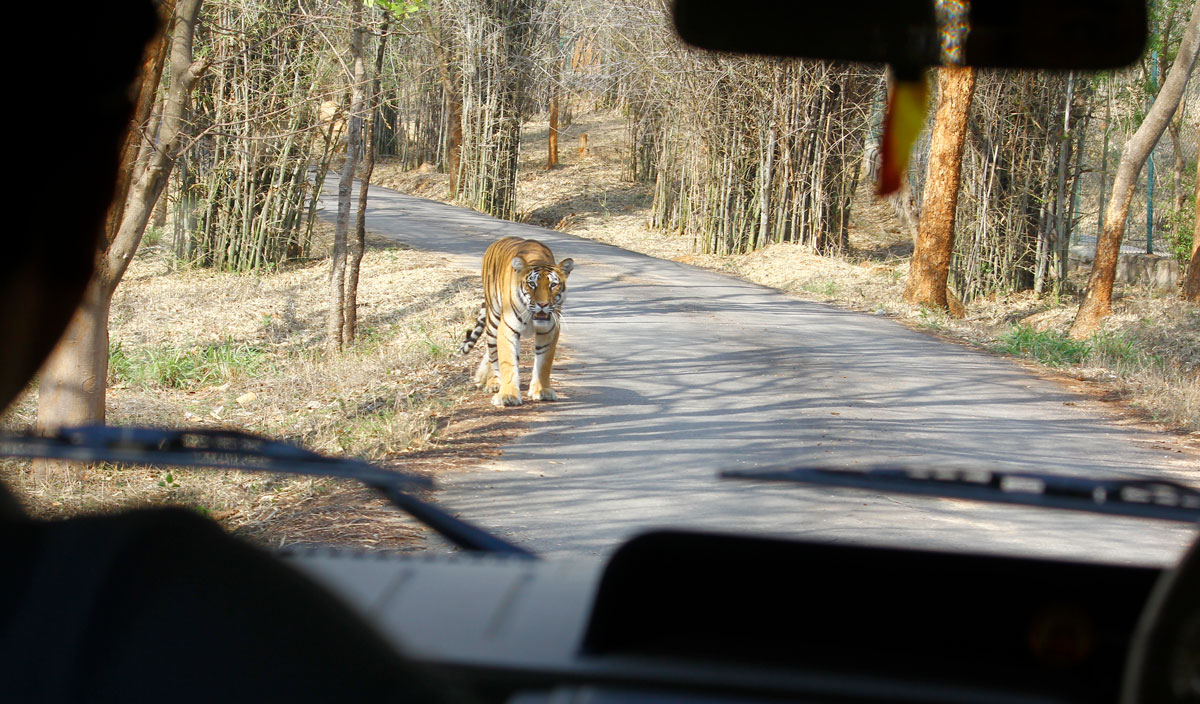 Tiger in Banerghatta 
