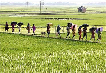 People walk through paddy fields in West Bengal.