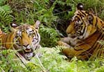 The Tiger: Need for urgent action
