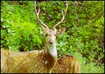A Corbett Park deers
