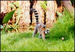 Junior goes for a ride (ring-tailed lemurs). Any questions?