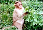 A Nagarhole monkey