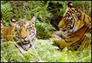 The royal Bengal tiger